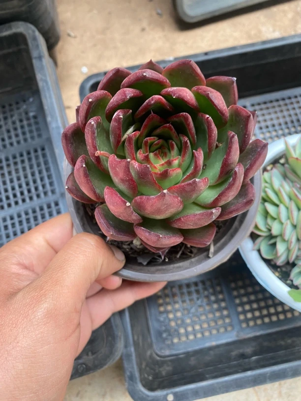 野马东云多肉植物