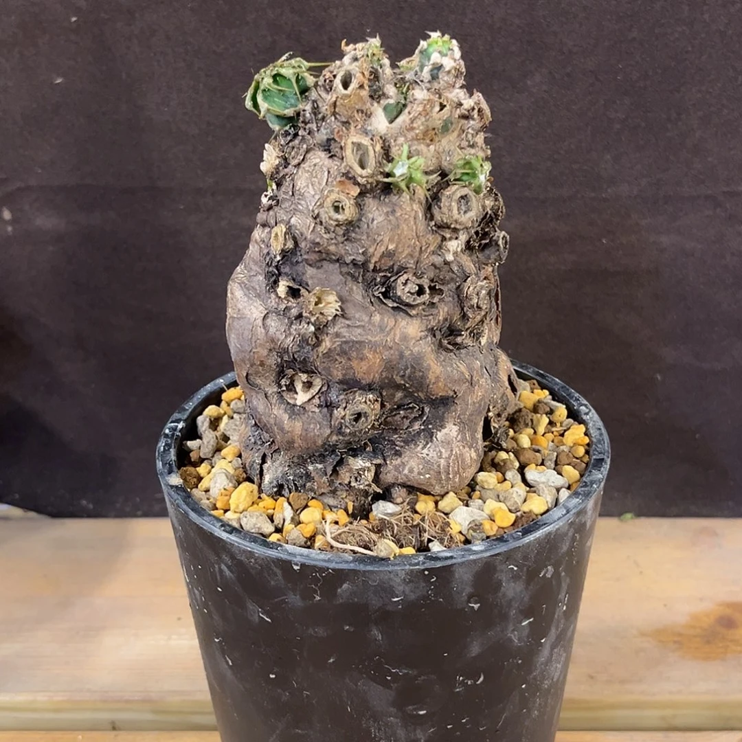 汤圆植物火山大戟