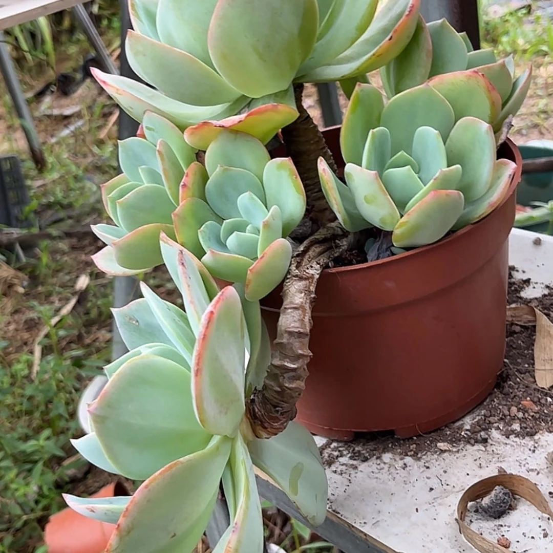 【闪购商品】无花朵红**叶