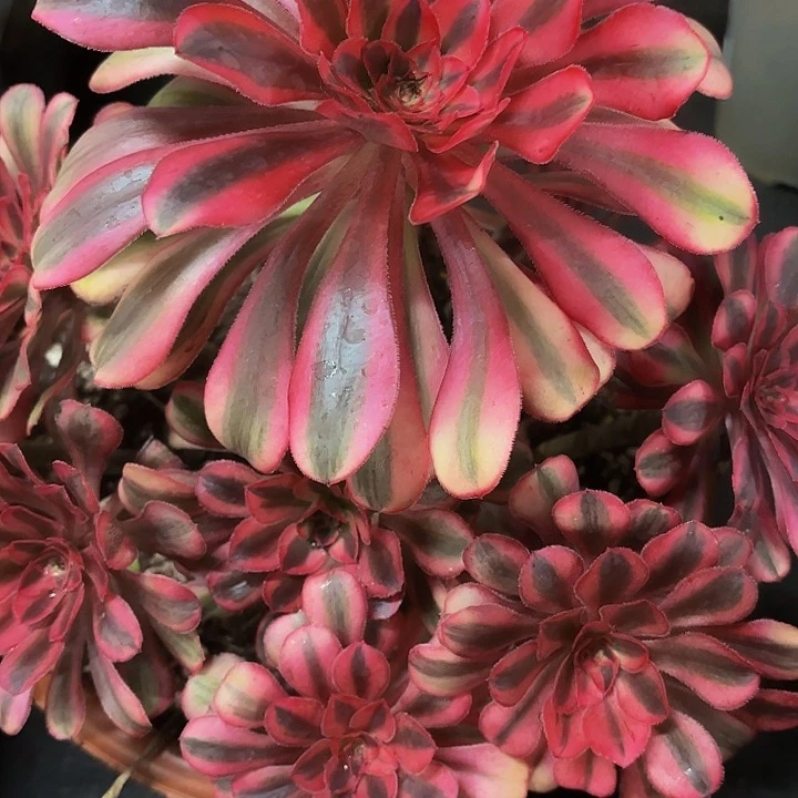 多肉植物福利160