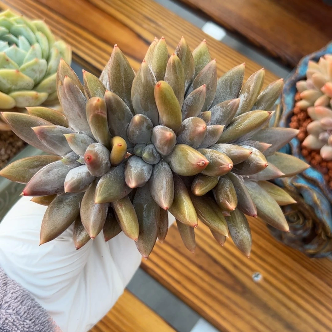 福利哥特多肉植物