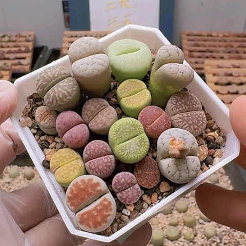 2188彩套清框特价带盆土发货