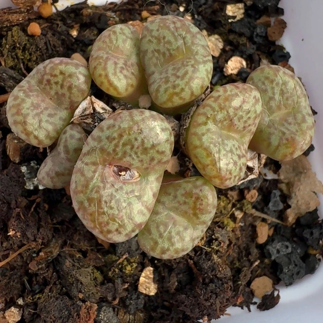 1041带盆土发货00000