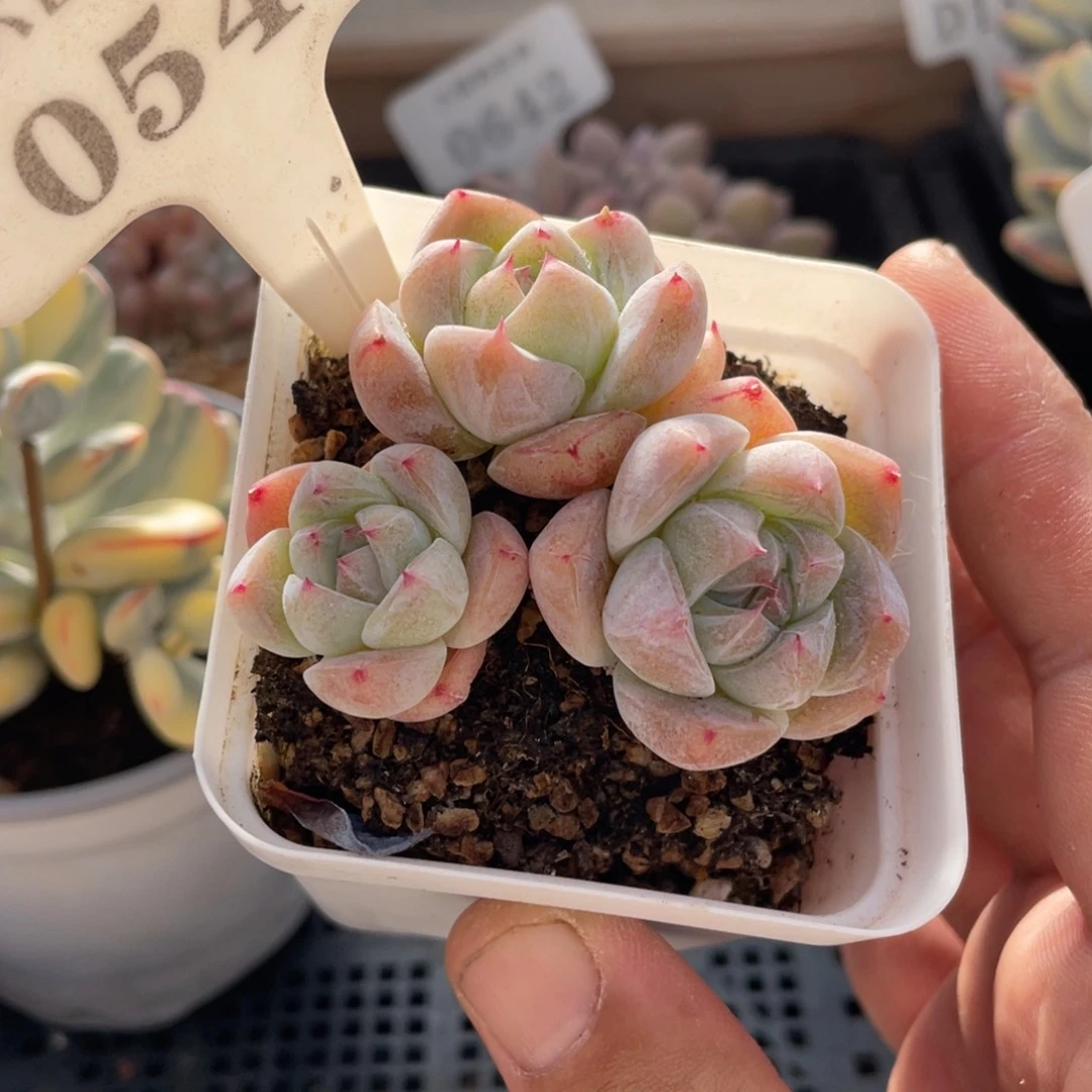 0543白泽不带盆6厘米