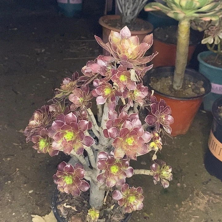 黑法多肉植物053