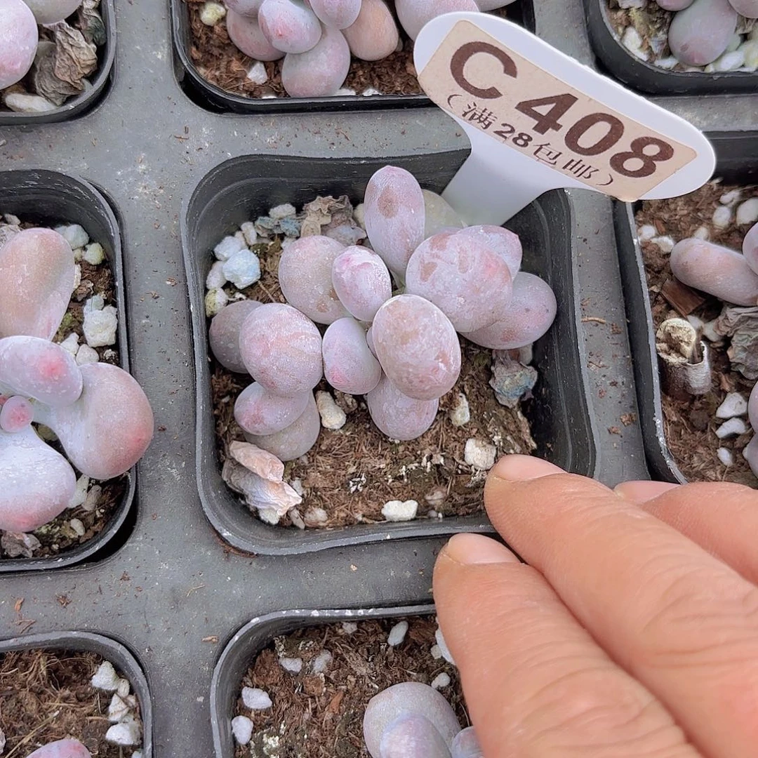 C408彩虹奶一物一拍