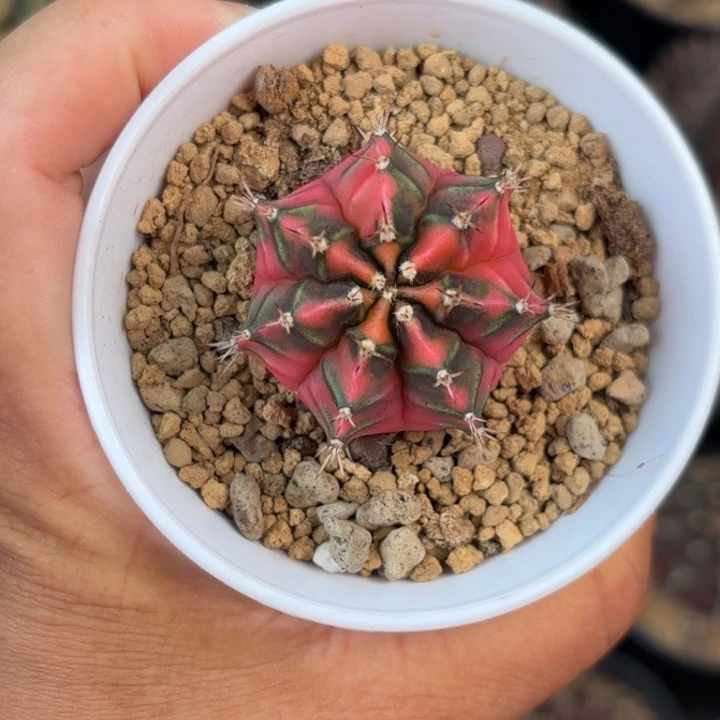 泰系米哈名品侧600