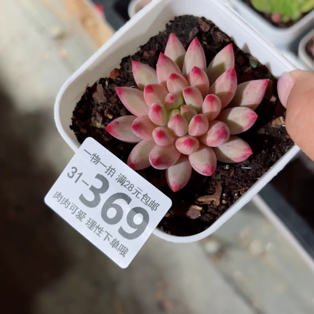 金鱼姬无无盆土发货无盆土无