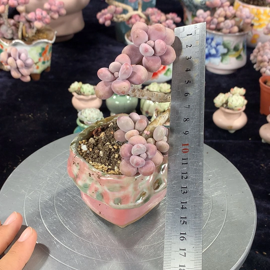 48号带盆偏远地区不包邮的