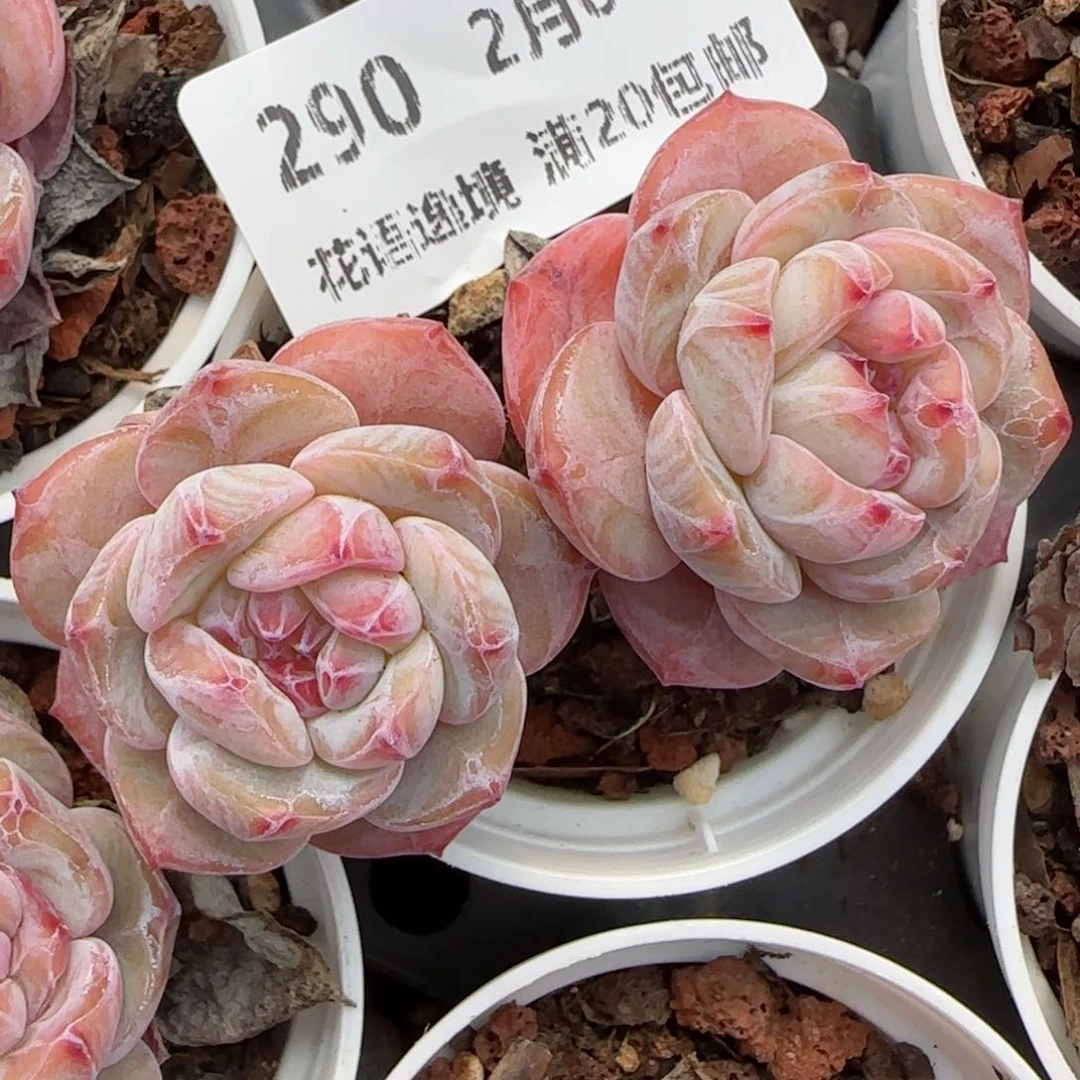 花语逸镜0205-290