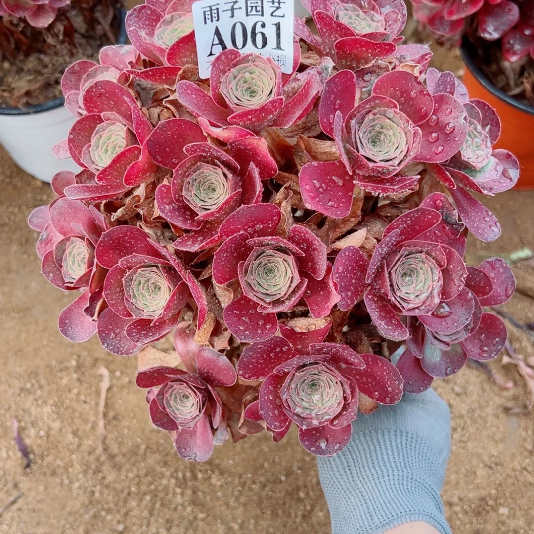 061魅金左右尺寸28左右