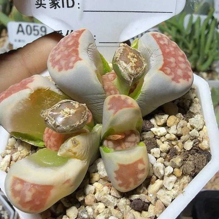 £***张088。多肉植物的生长