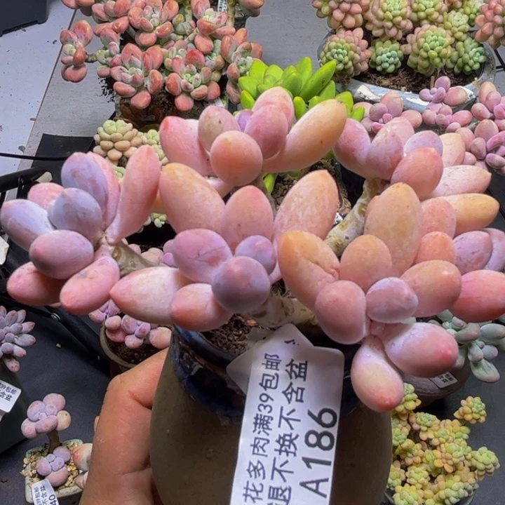 黄金手指奶酪186/9cm