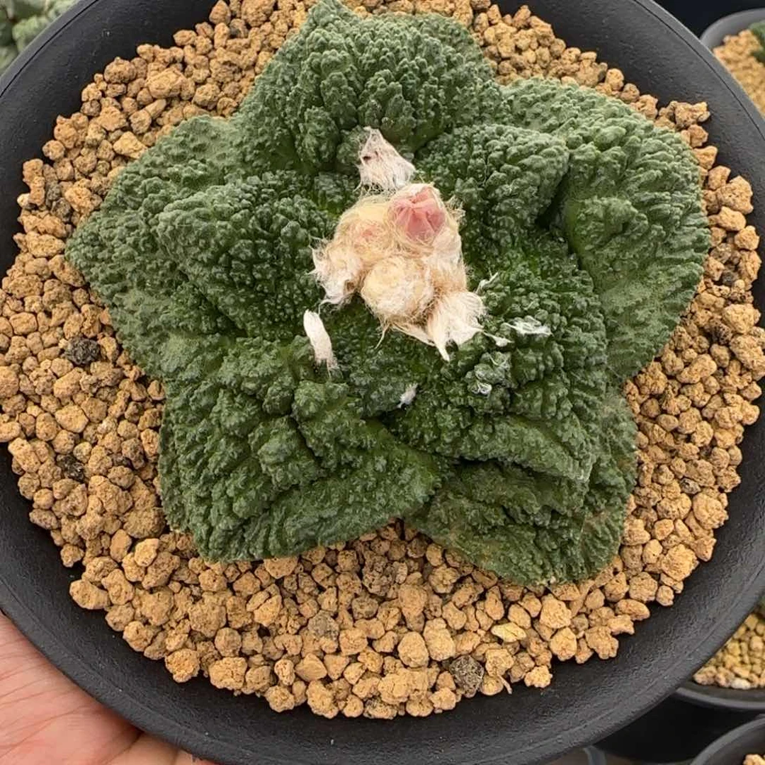 无花朵10.5公分实生哥斯拉