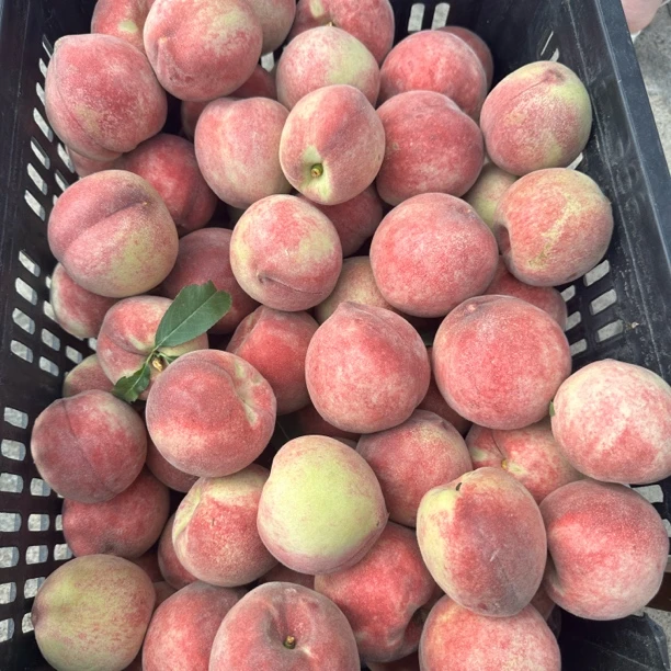 湖北孙桥露天当季血桃脆甜现摘现发应季水果