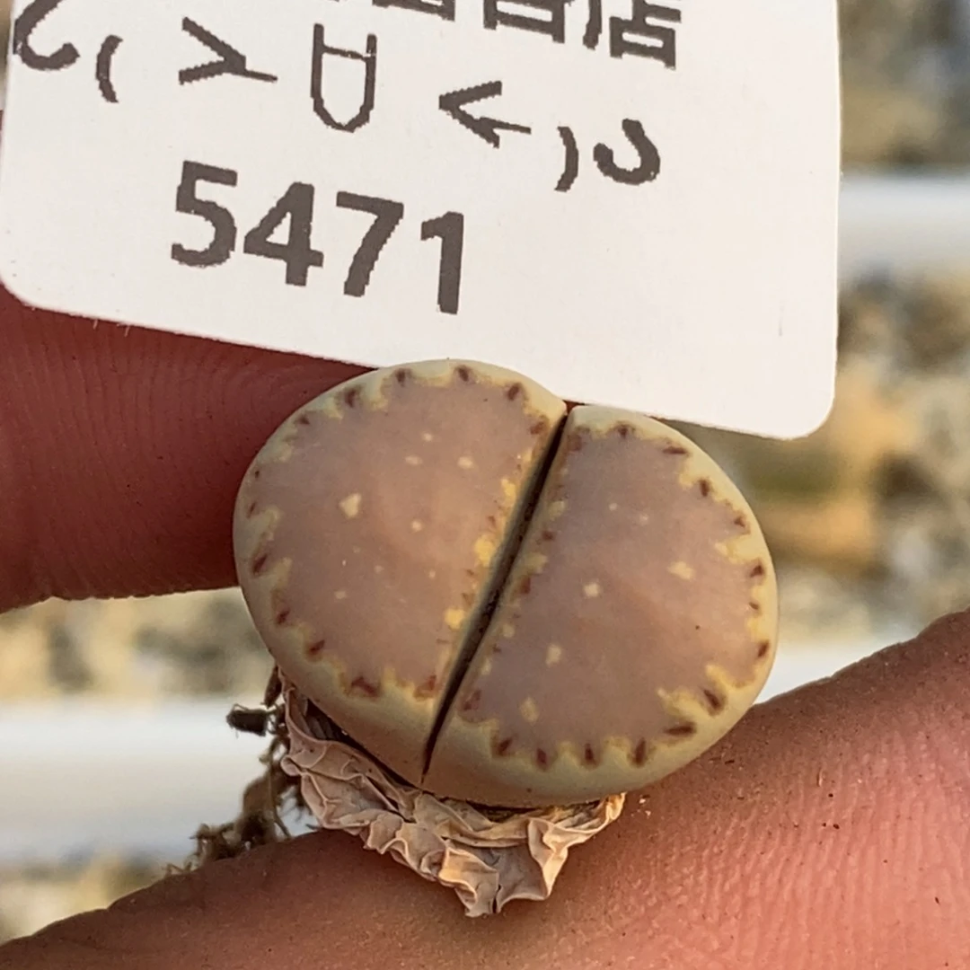 5471。18包邮.当天凑哦。新疆西藏88包邮