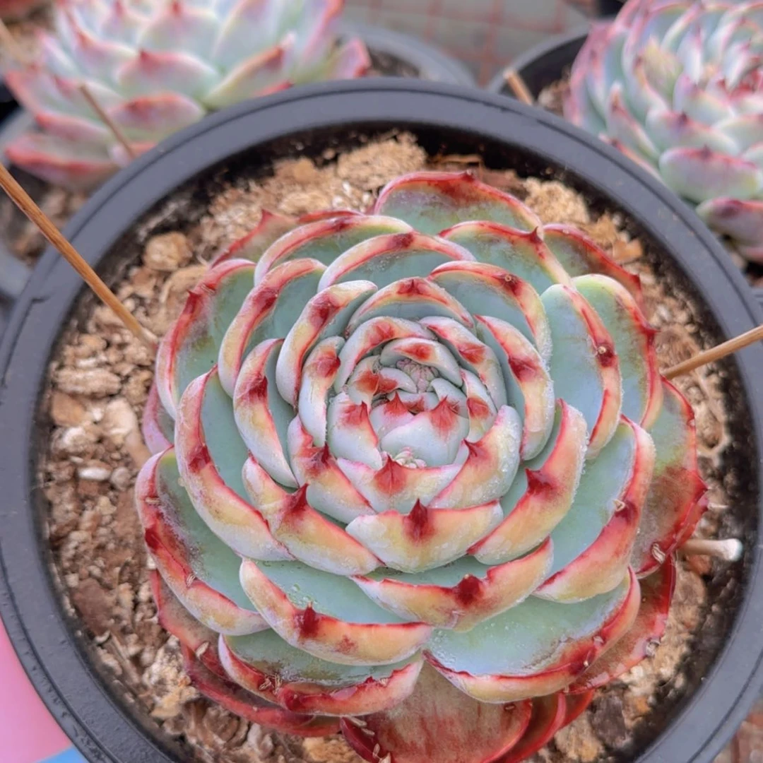 【闪购商品】惊鸿娃娃