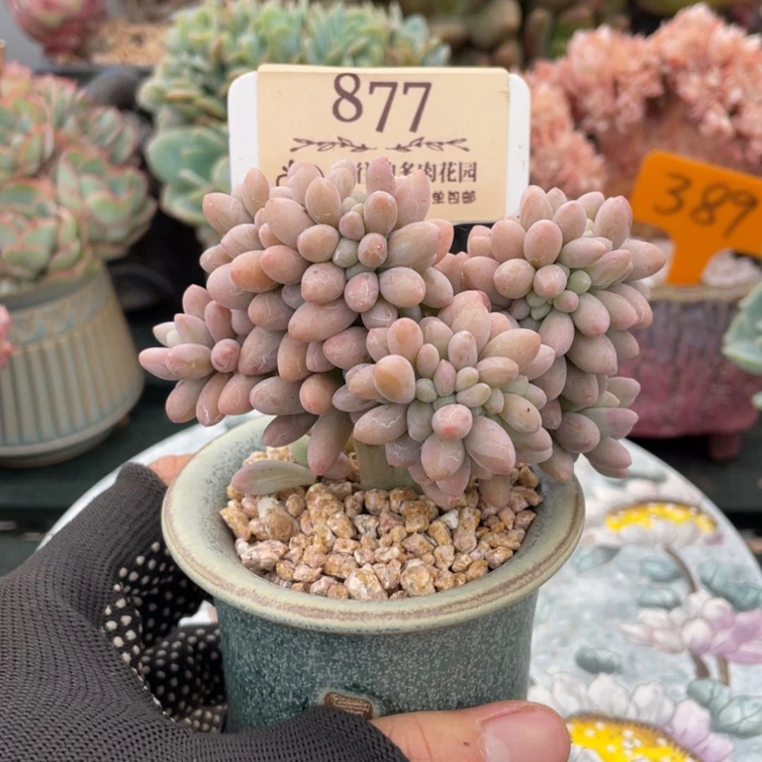 【闪购商品】汤圆缀877