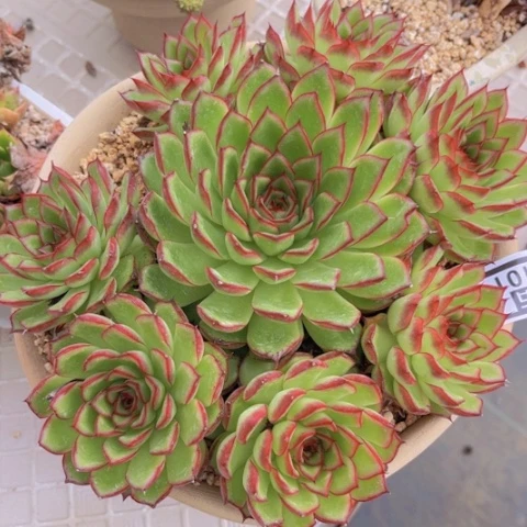 萤火虫15101多肉植物