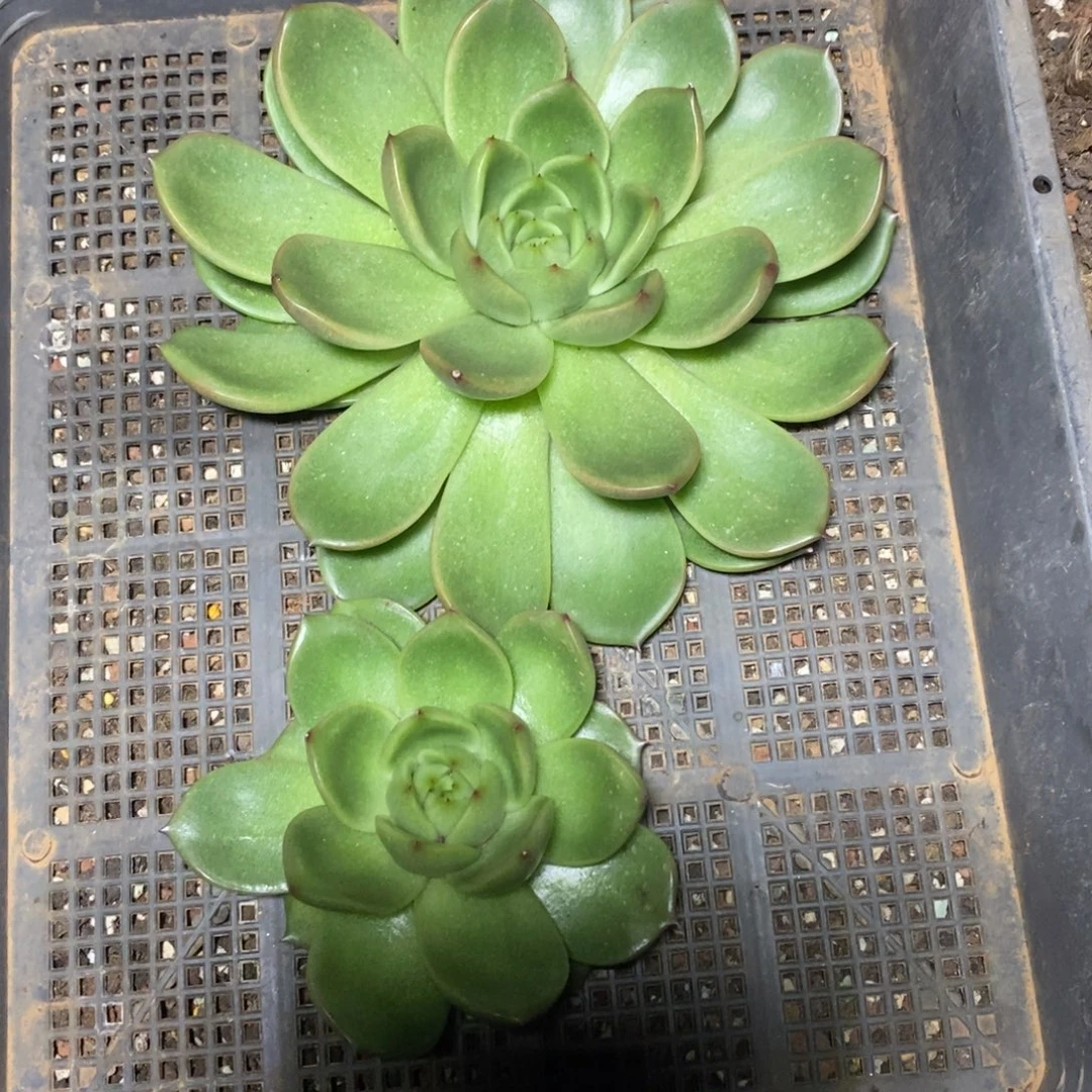 x033-多肉植物 两颗