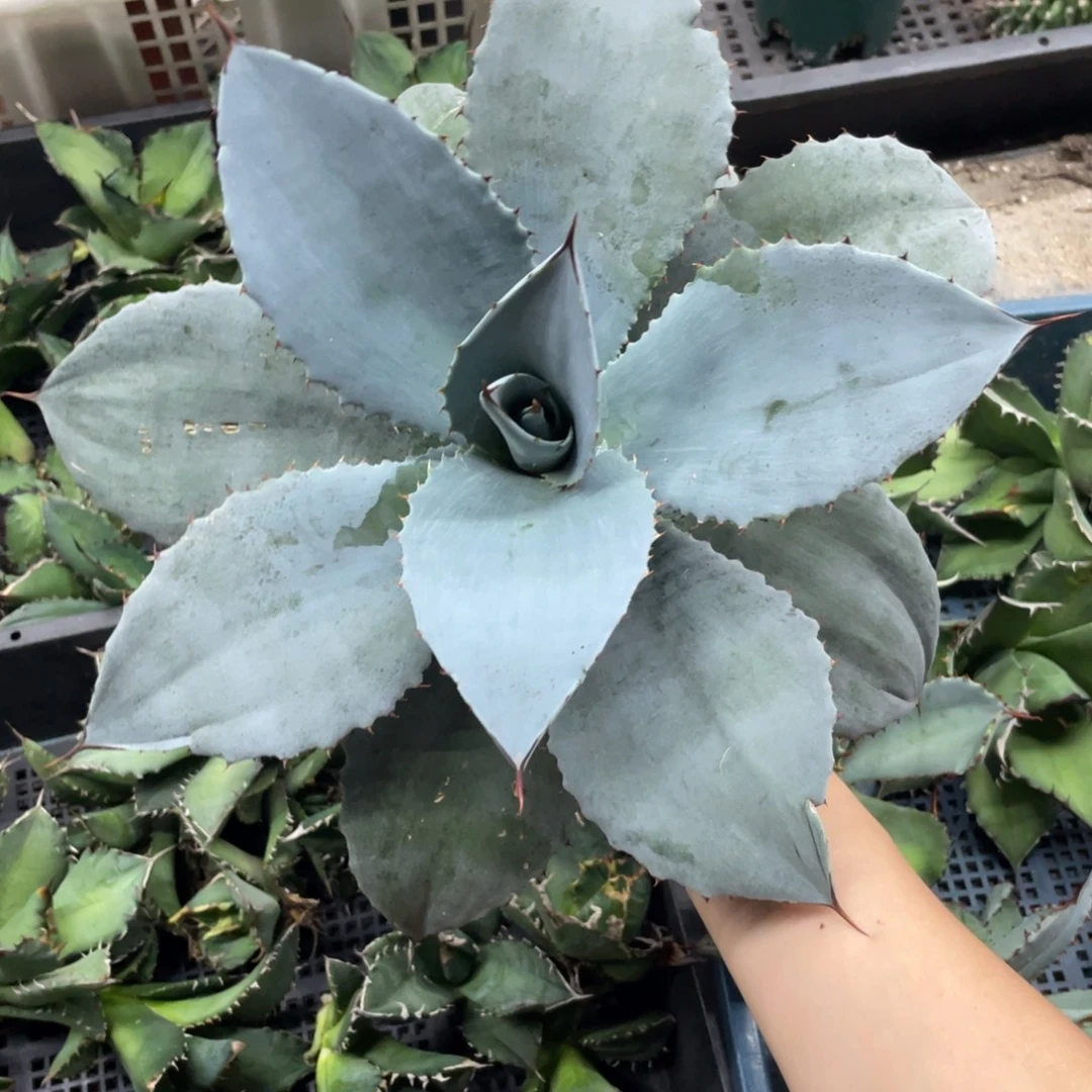 西***蛋龍甲88888888888888