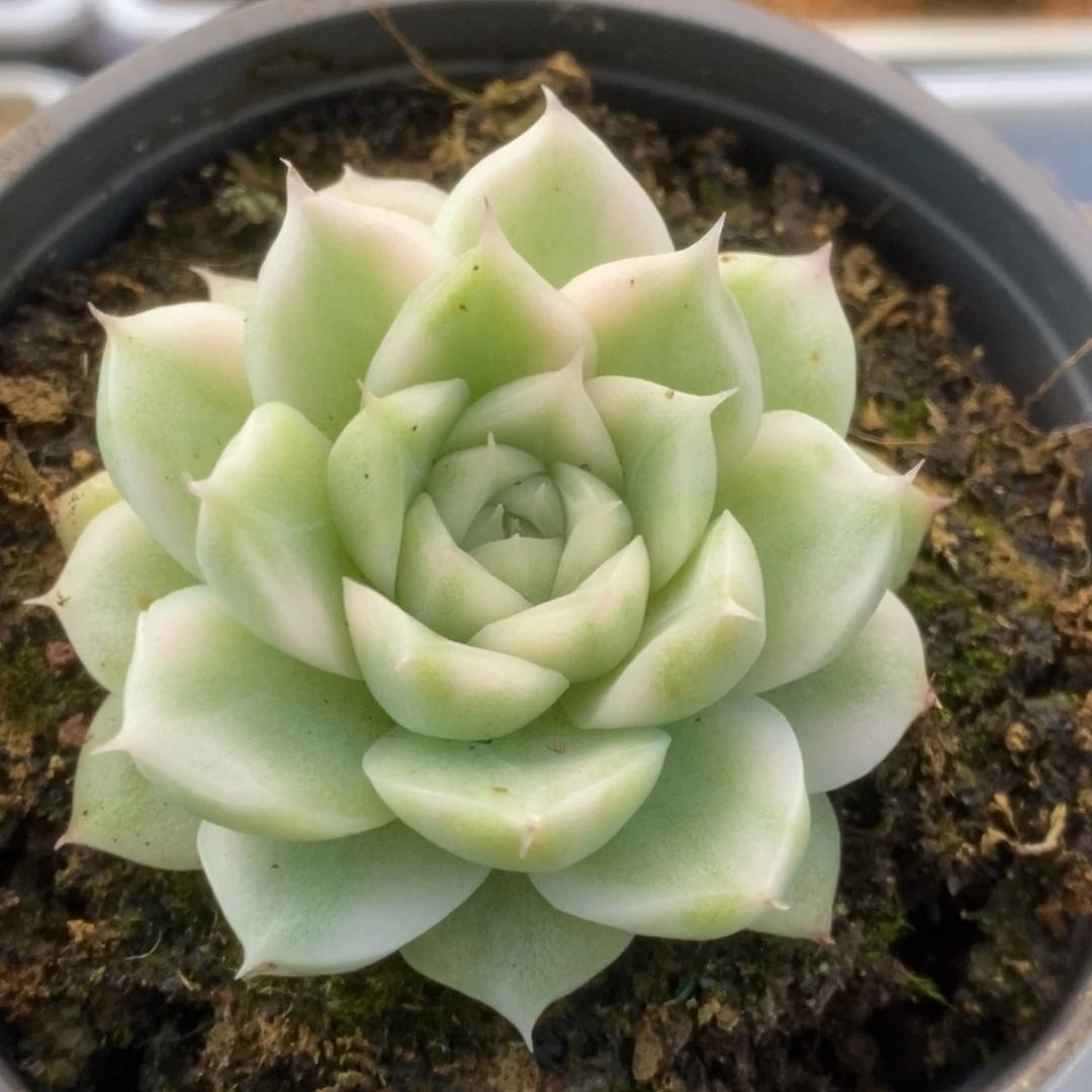 042白瓷麦秆锦锦锦锦锦锦
