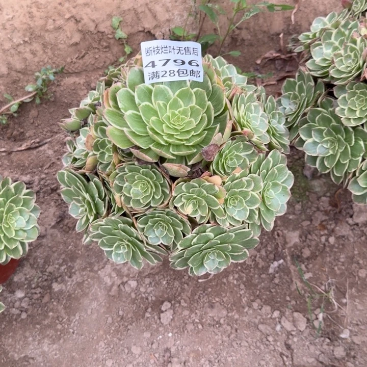 4796二号棚莲花座N