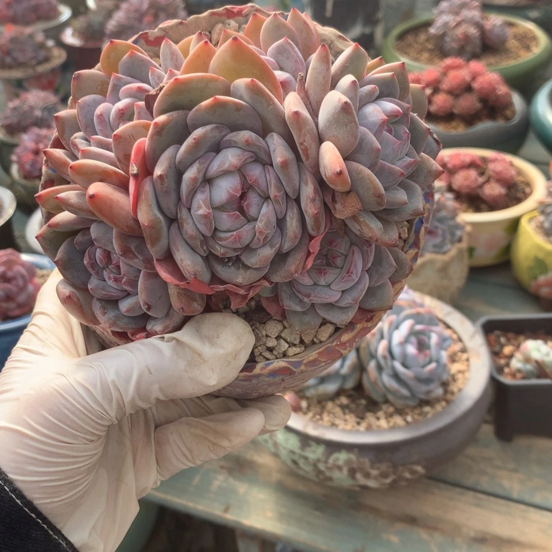 无花朵哈哈哈哈哈哈哈哈哈60