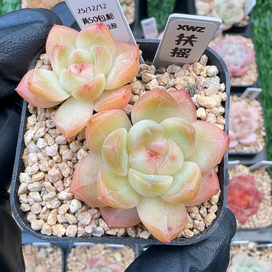 063   扶摇   5厘米盆