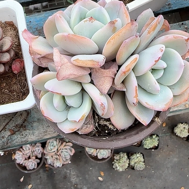 ?****e青蛙王子儿童牙膏111