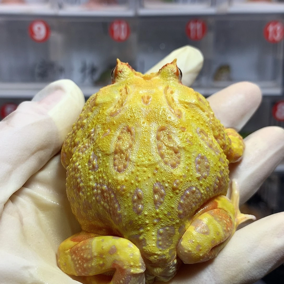 角蛙2791 大黄金公