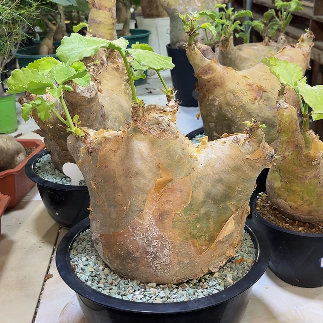 安哥拉Zzzzzzzzzzzzzzzz