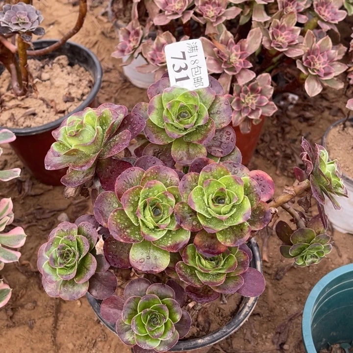 731魅金玫瑰绣球1