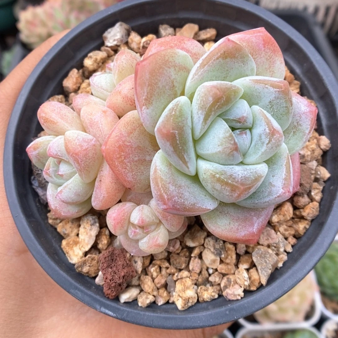 冰玉群生245号。