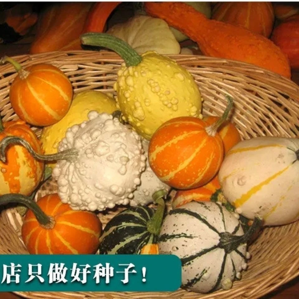 【玩具南瓜种子】趣味种植有趣玩偶特色观赏南瓜籽阳台蔬菜种子