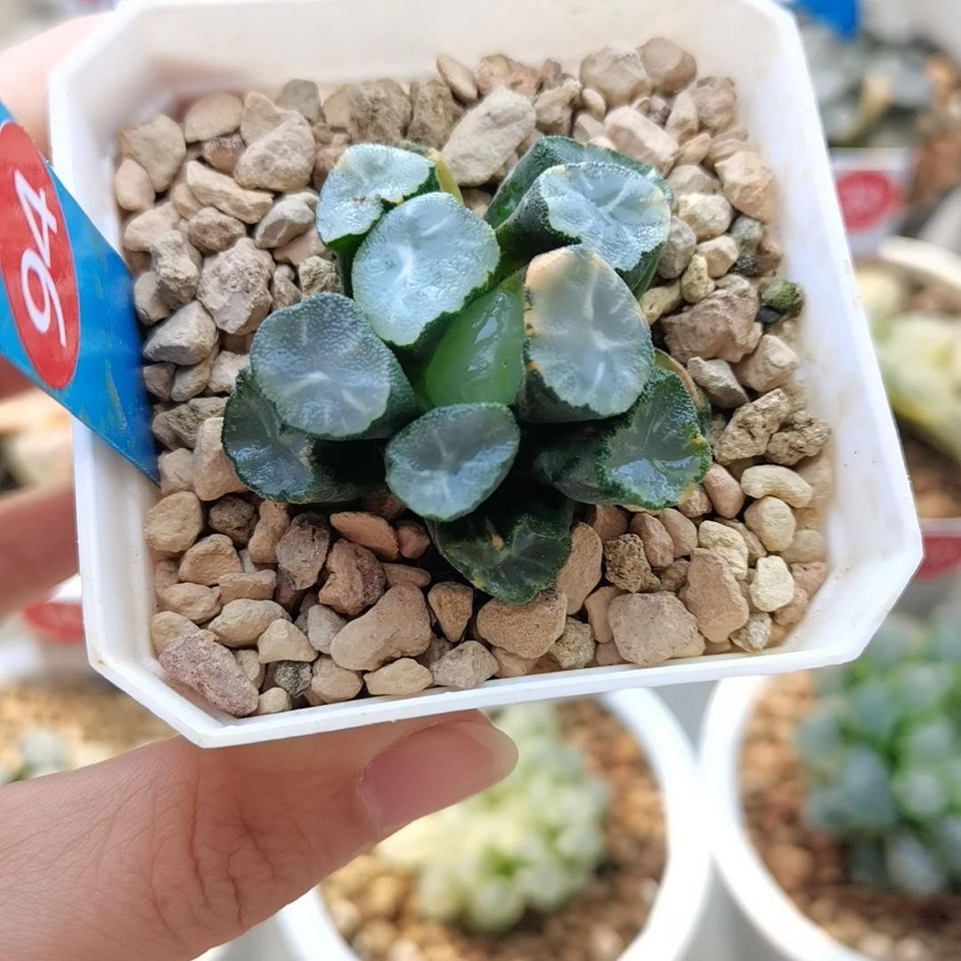 94号白瓷万象锦一物一拍带盆土发货