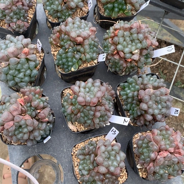 紫镜玉露e lu q lo x x