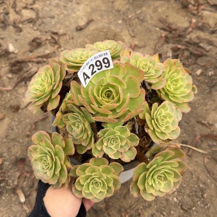 火狐……多肉植物……