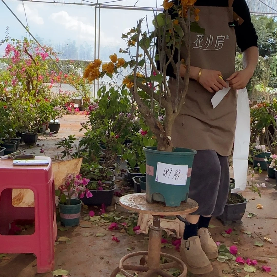 大部分花苞少量开放柠檬黄 187脱