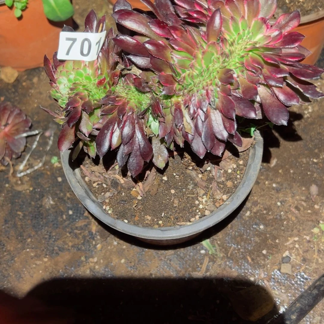 701 号多肉植物法师新年福利