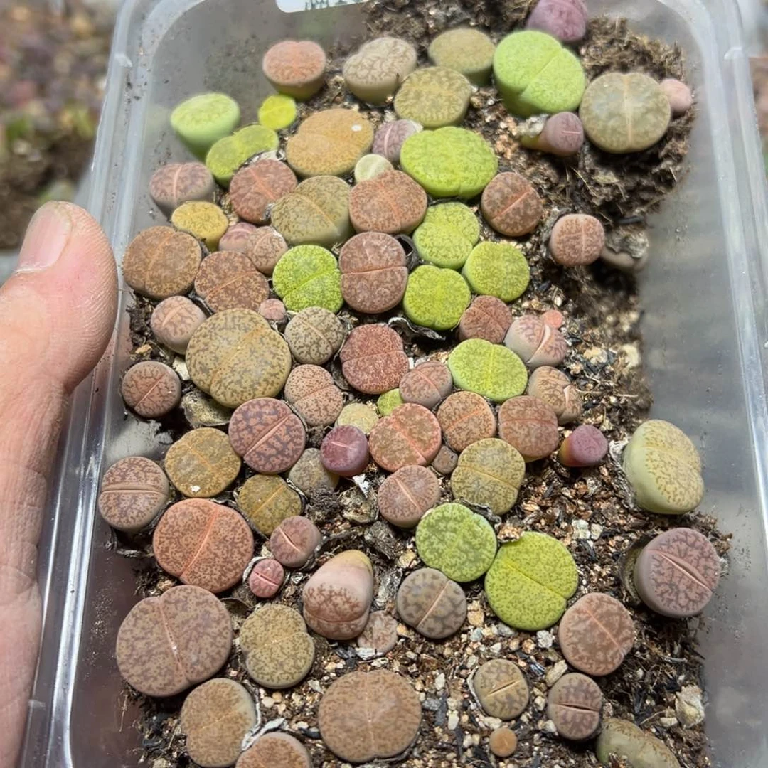 【闪购商品】 569。