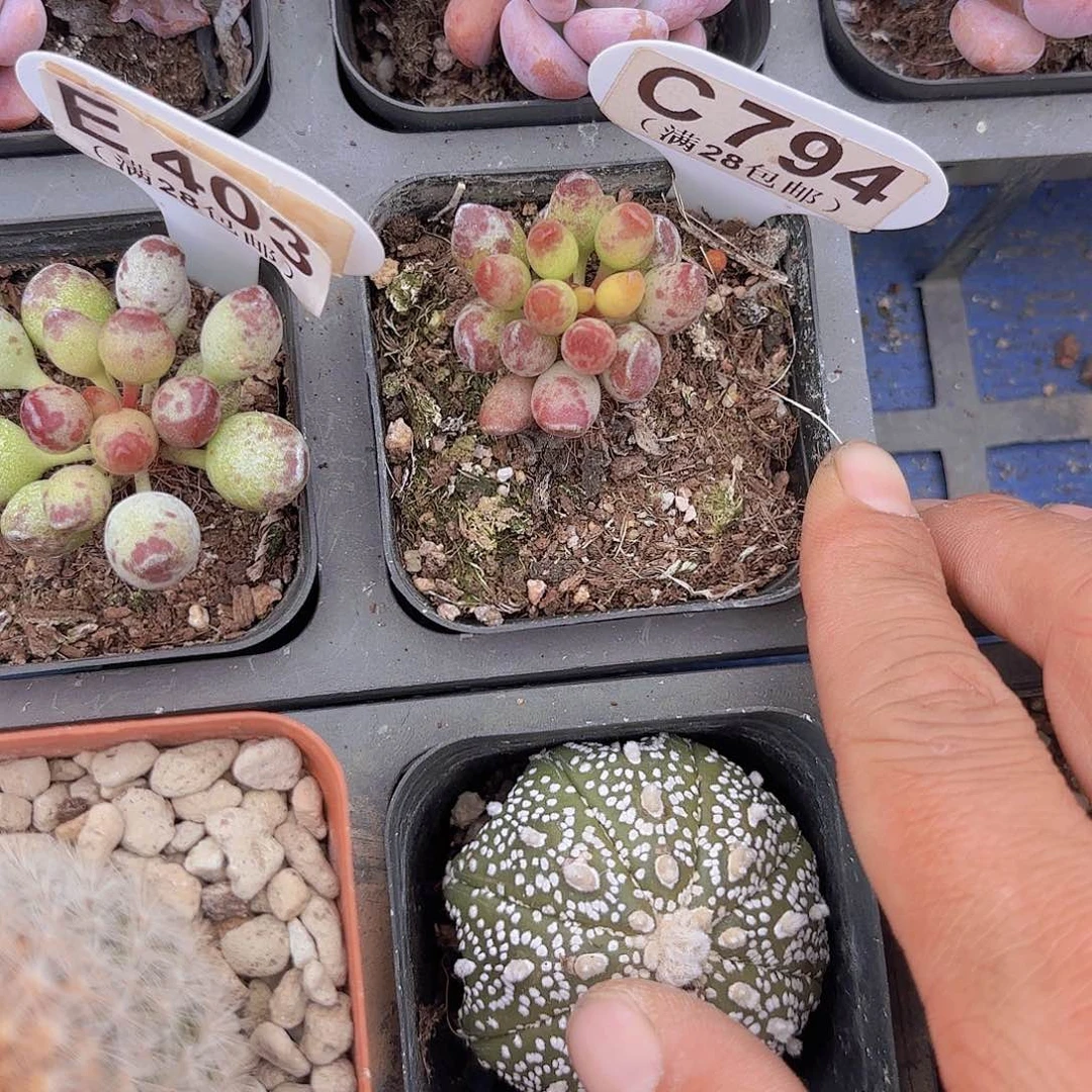 C794鼓吹一物一拍