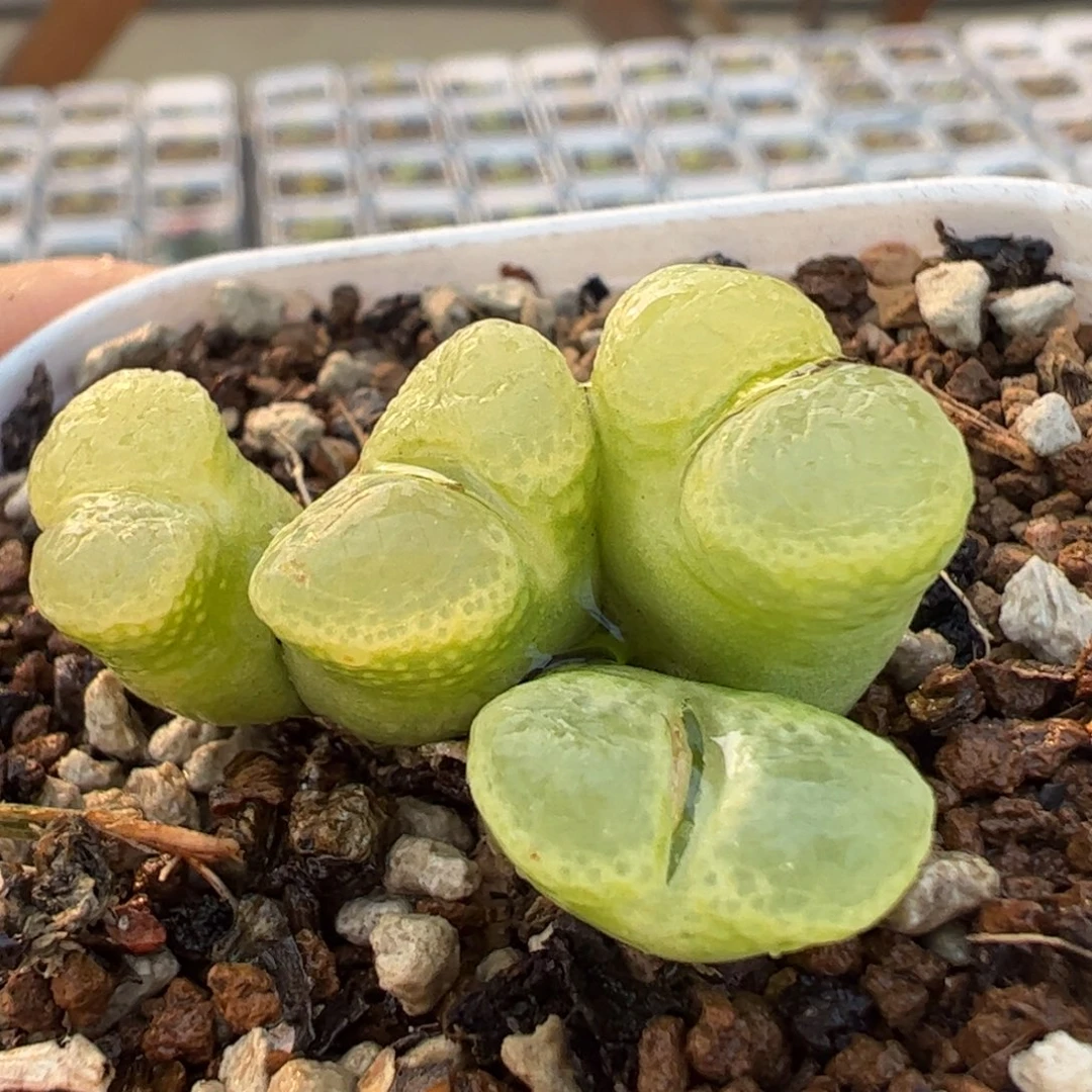 多肉植物百科9877