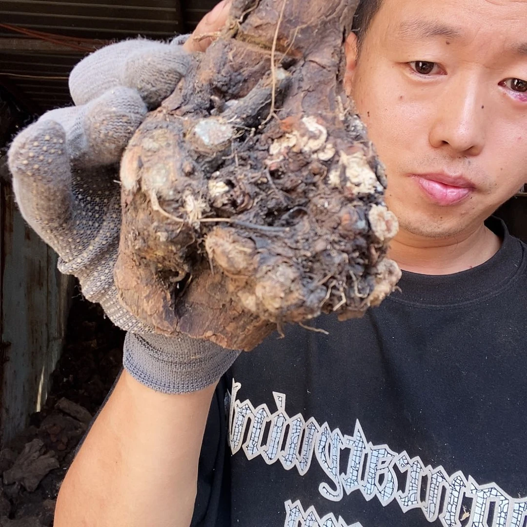 一***红无花朵0000000000241