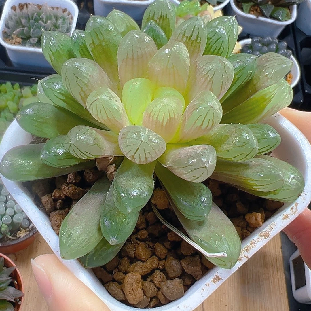 万象母本琥珀玉露多肉