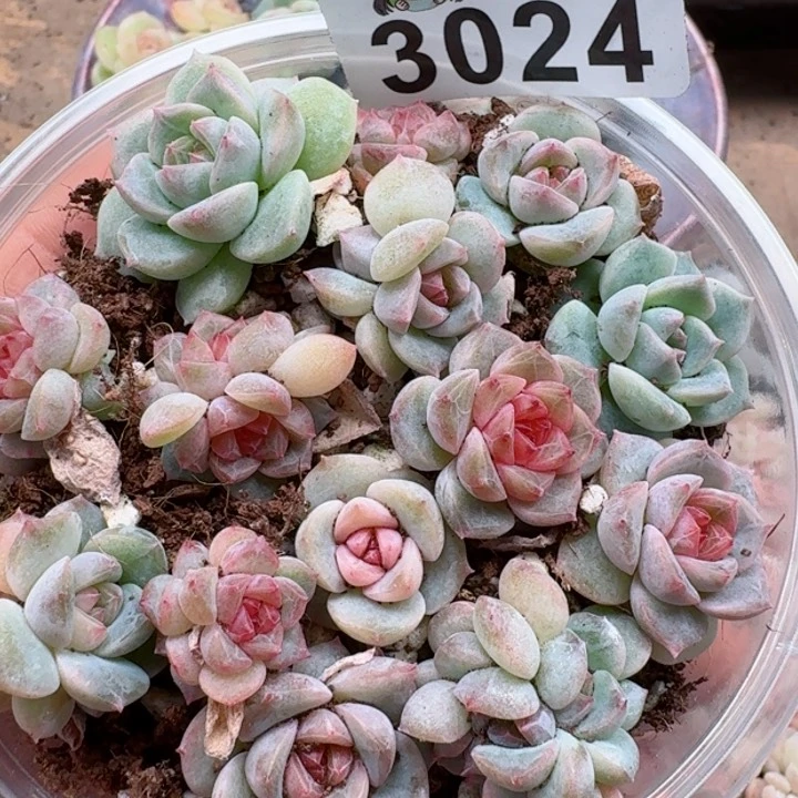 多肉植物多肉植物