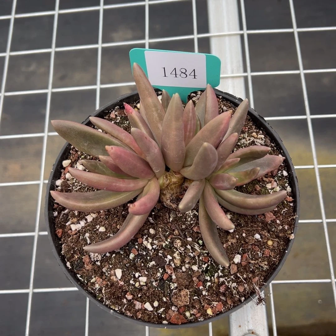 喵**C1484肉多哦多哦多哦