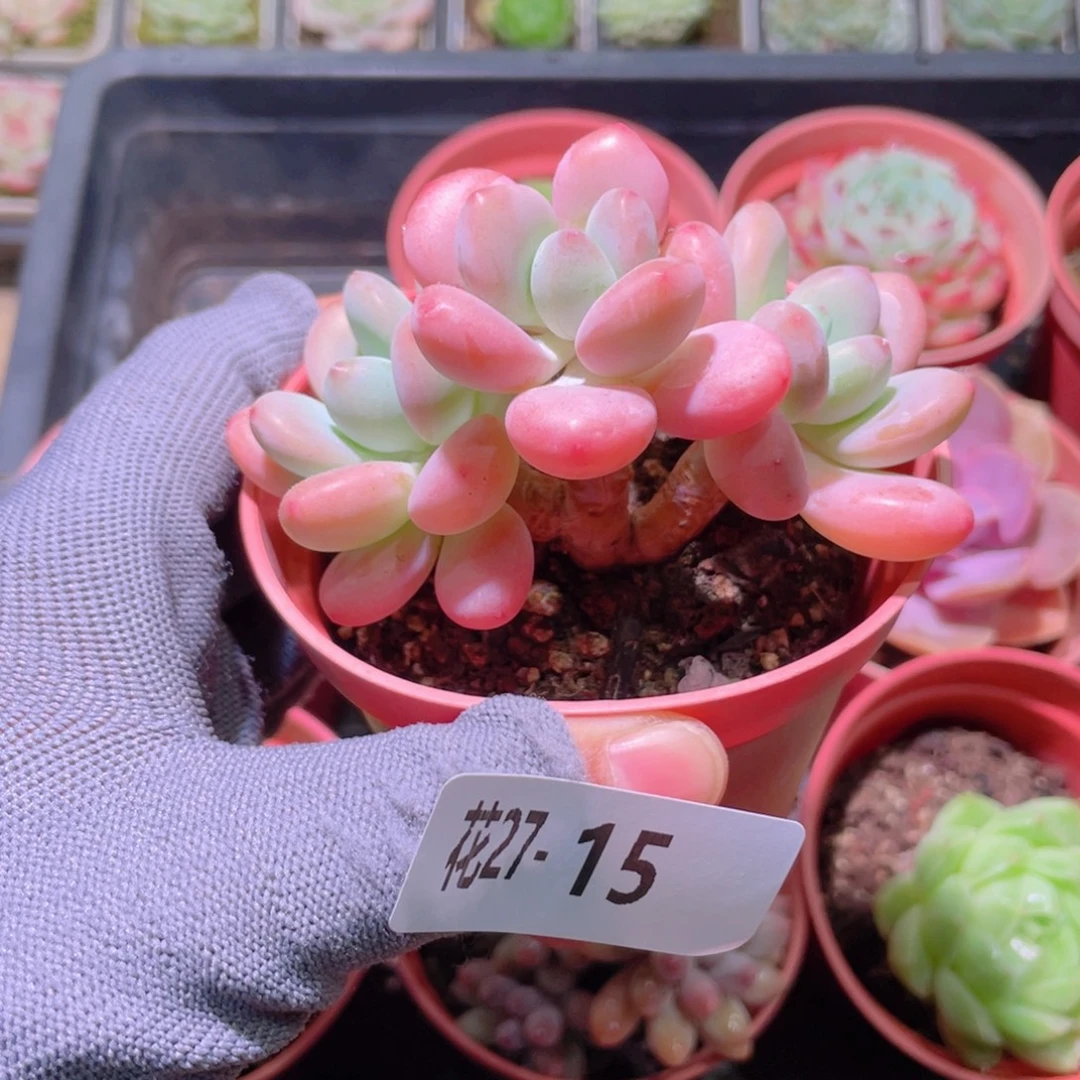 花利美27-15洛神群