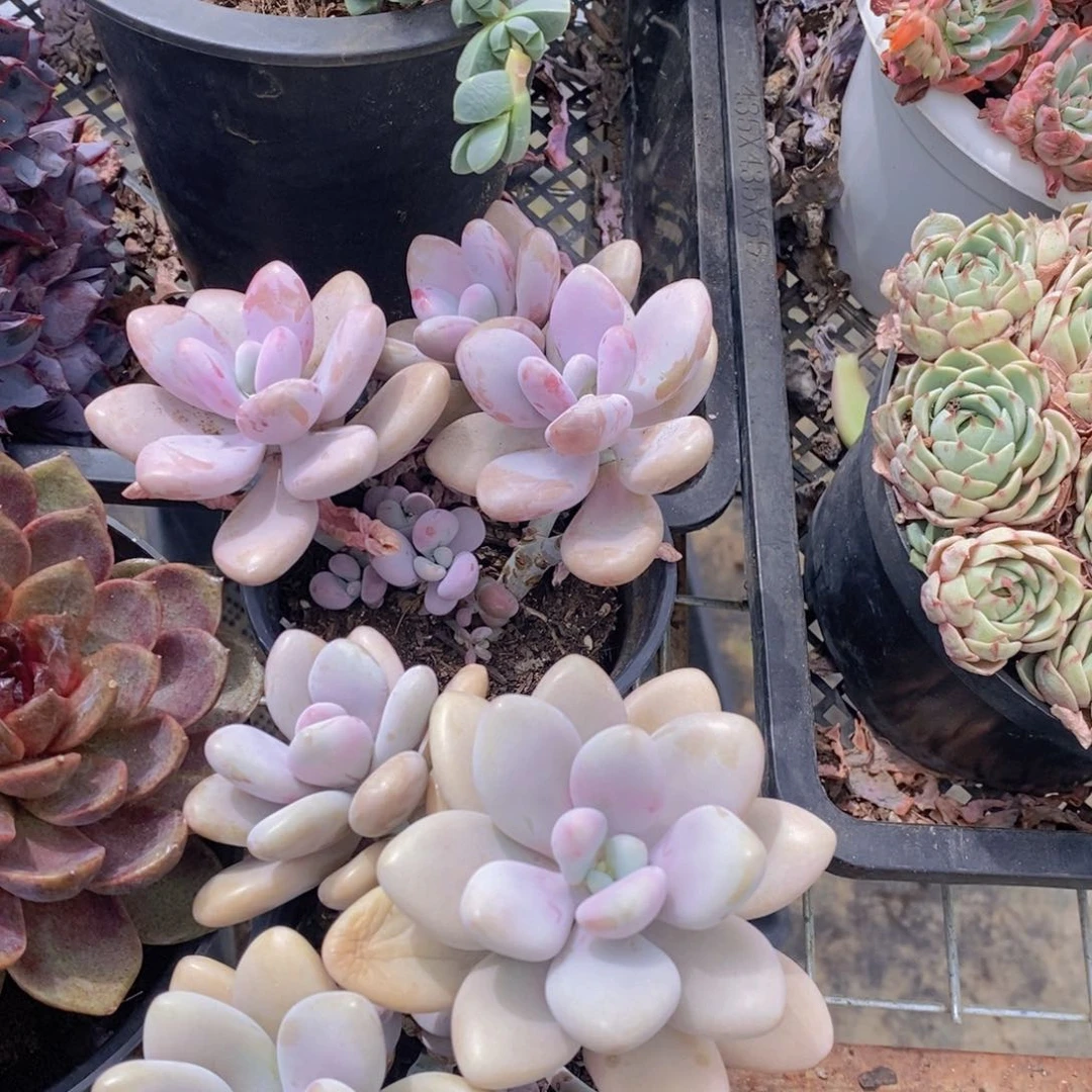 三头起发桃蛋特价两盆