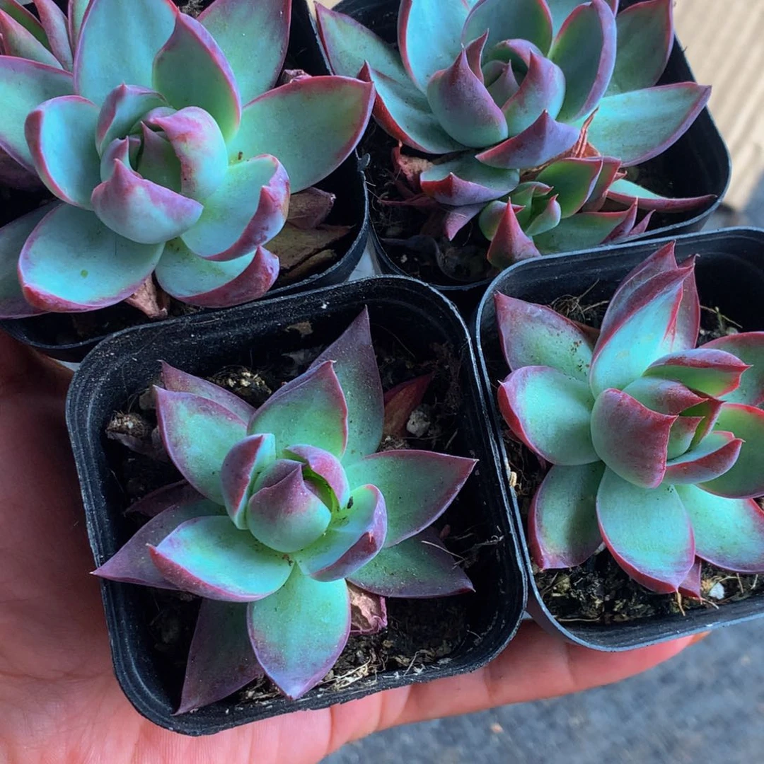 惊鸿仙子  特价 （满9.99包邮不满9.99发叶子）